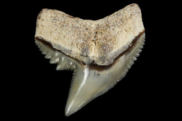 Fossil Tiger Shark Tooth - Bone Valley, Florida #113865